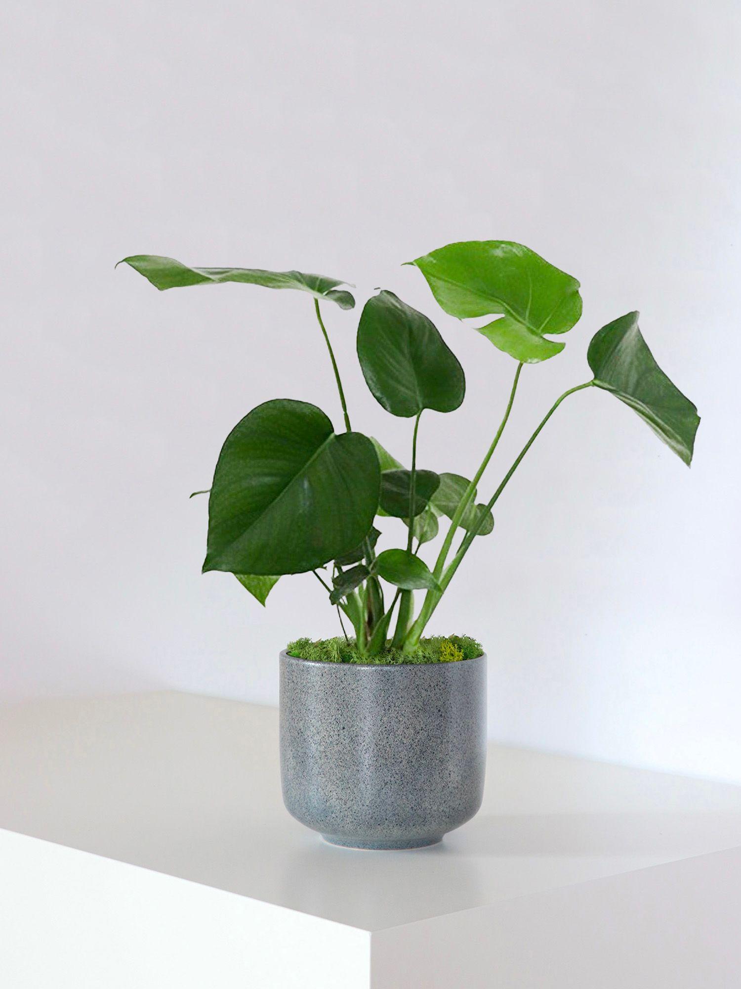 Monstera Deliciosa