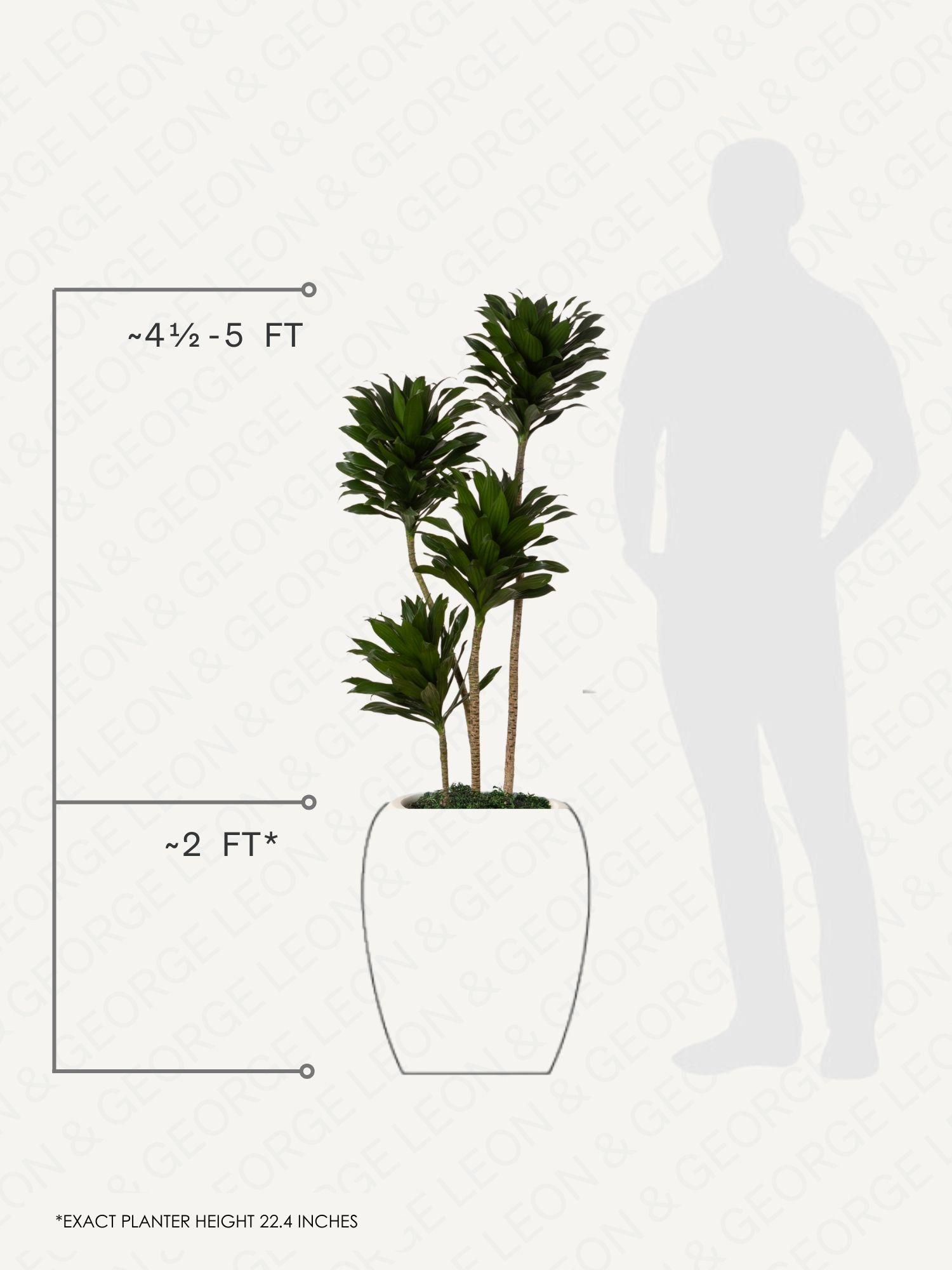 Dracaena Compacta
