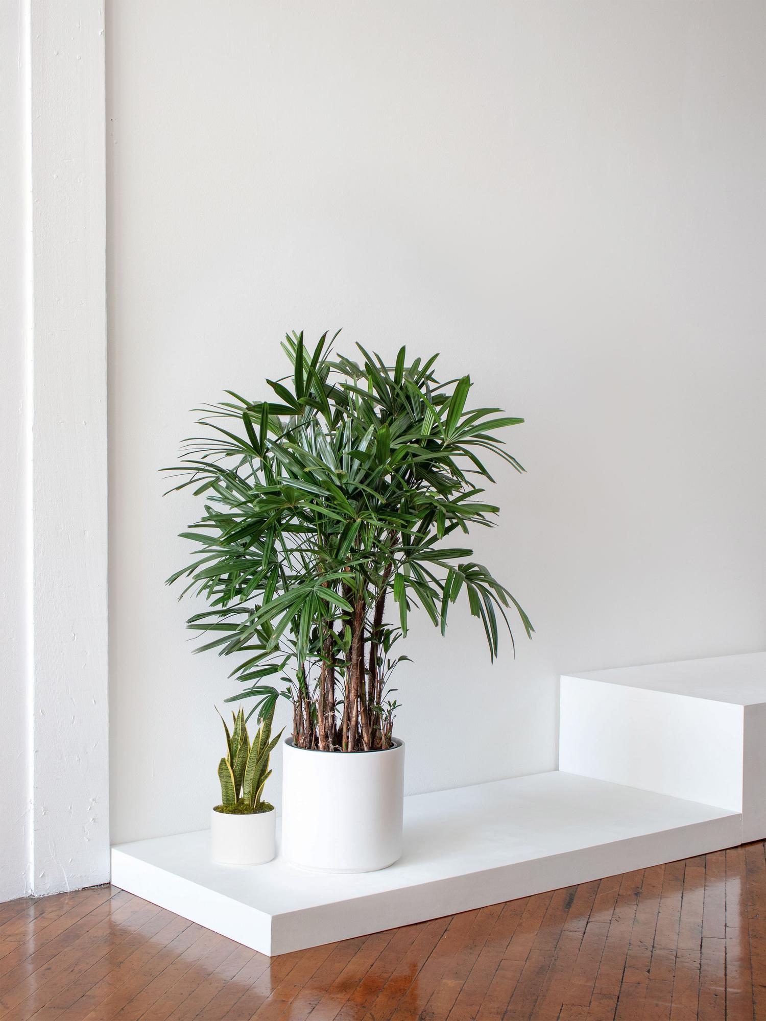 Lady Palm
