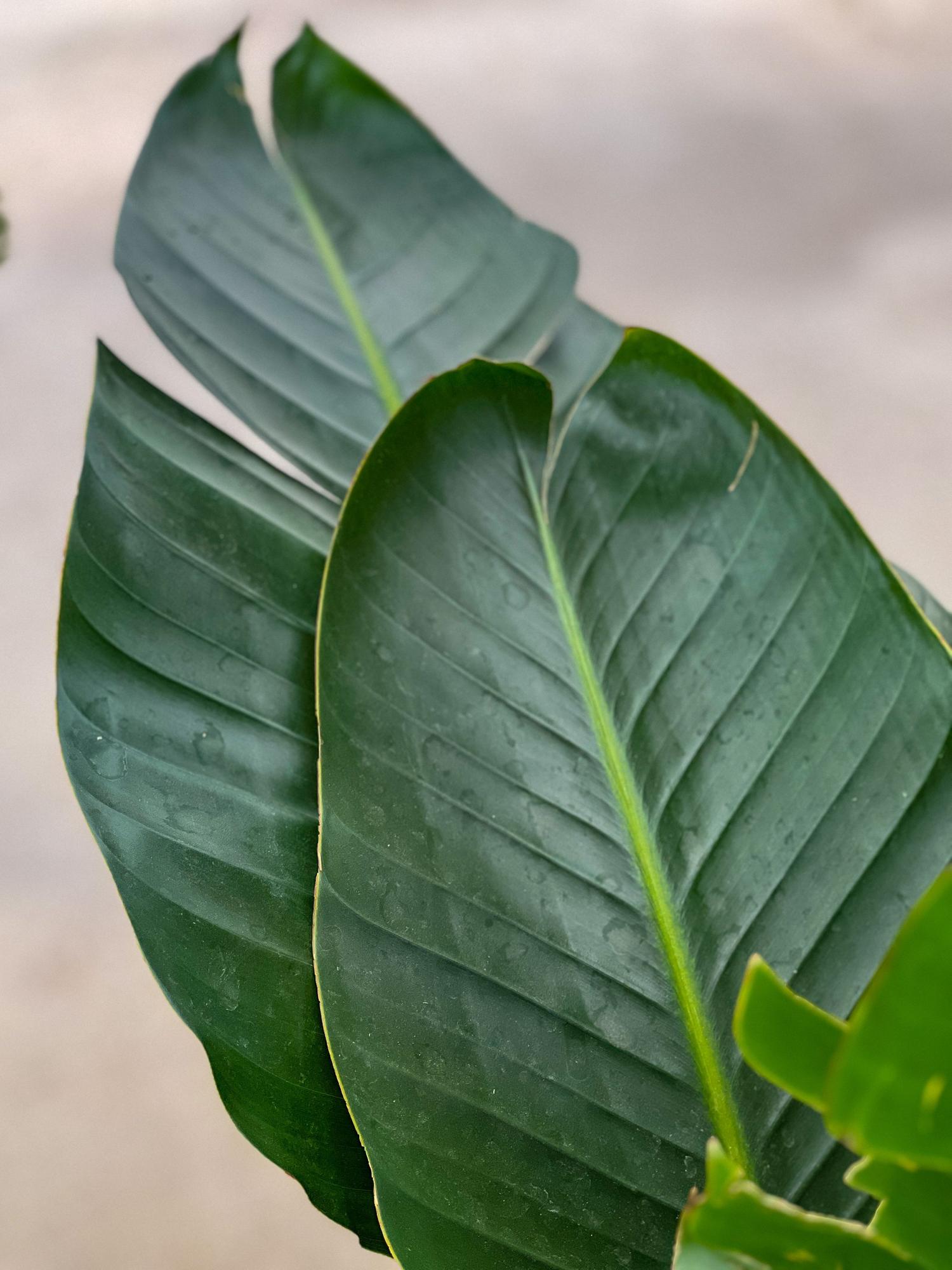 Bird of Paradise