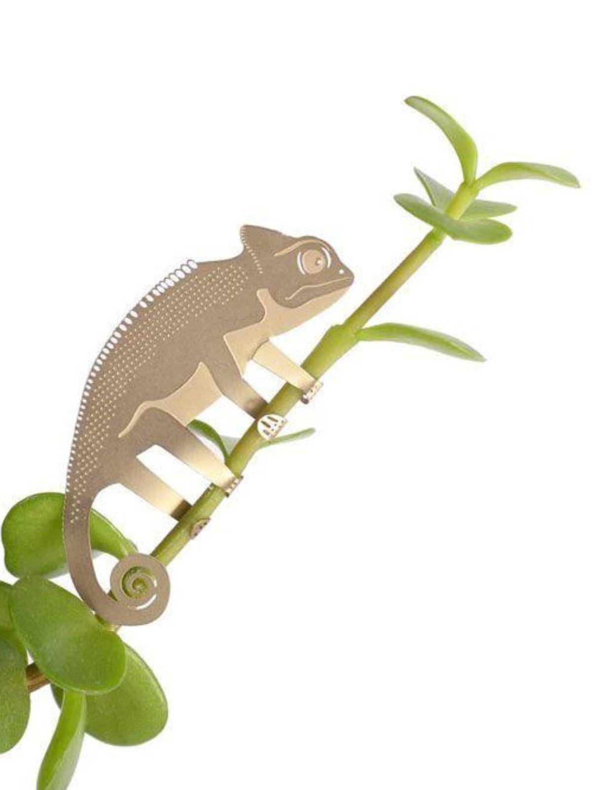Plant Animal - Chameleon
