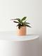 Calathea Rattlesnake