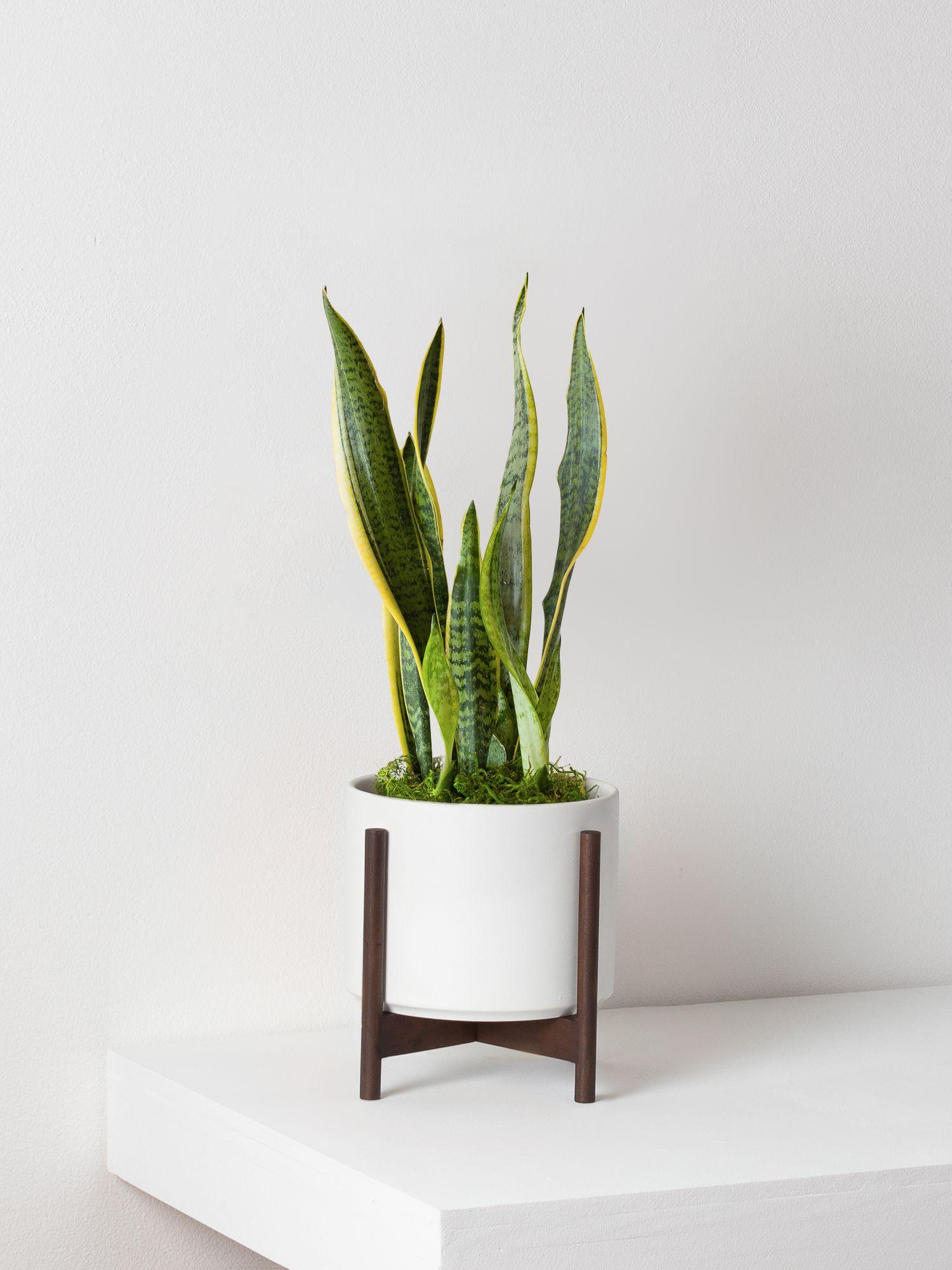 Snake Plant Laurentii