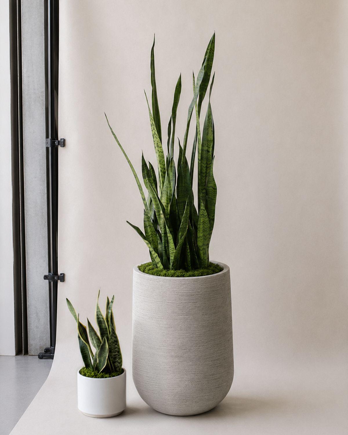 Black Coral Snake Plant