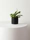Staghorn Fern