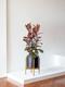 Ficus Elastica Belize