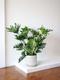 Hope Philodendron