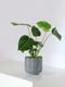 Monstera Deliciosa
