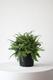 Boston Fern