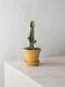 Euphorbia Trigona