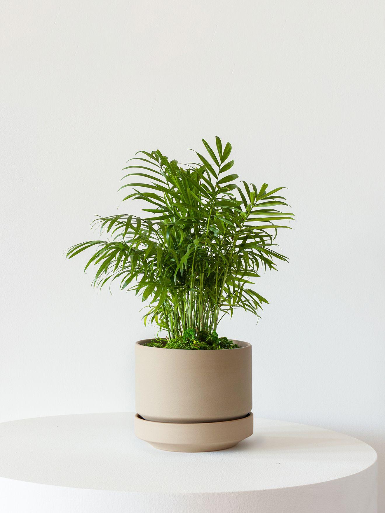 Parlor Palm