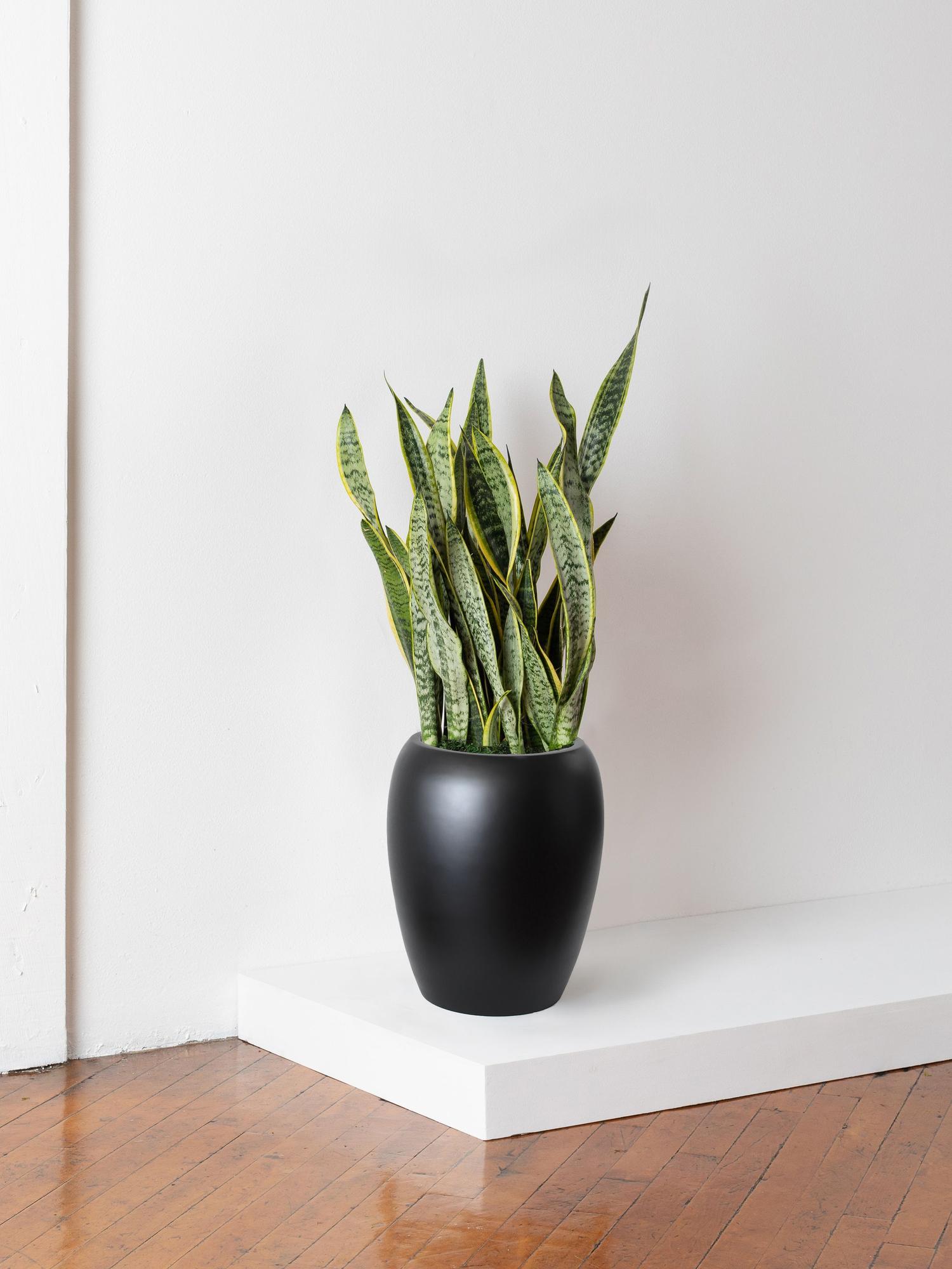Snake Plant Laurentii