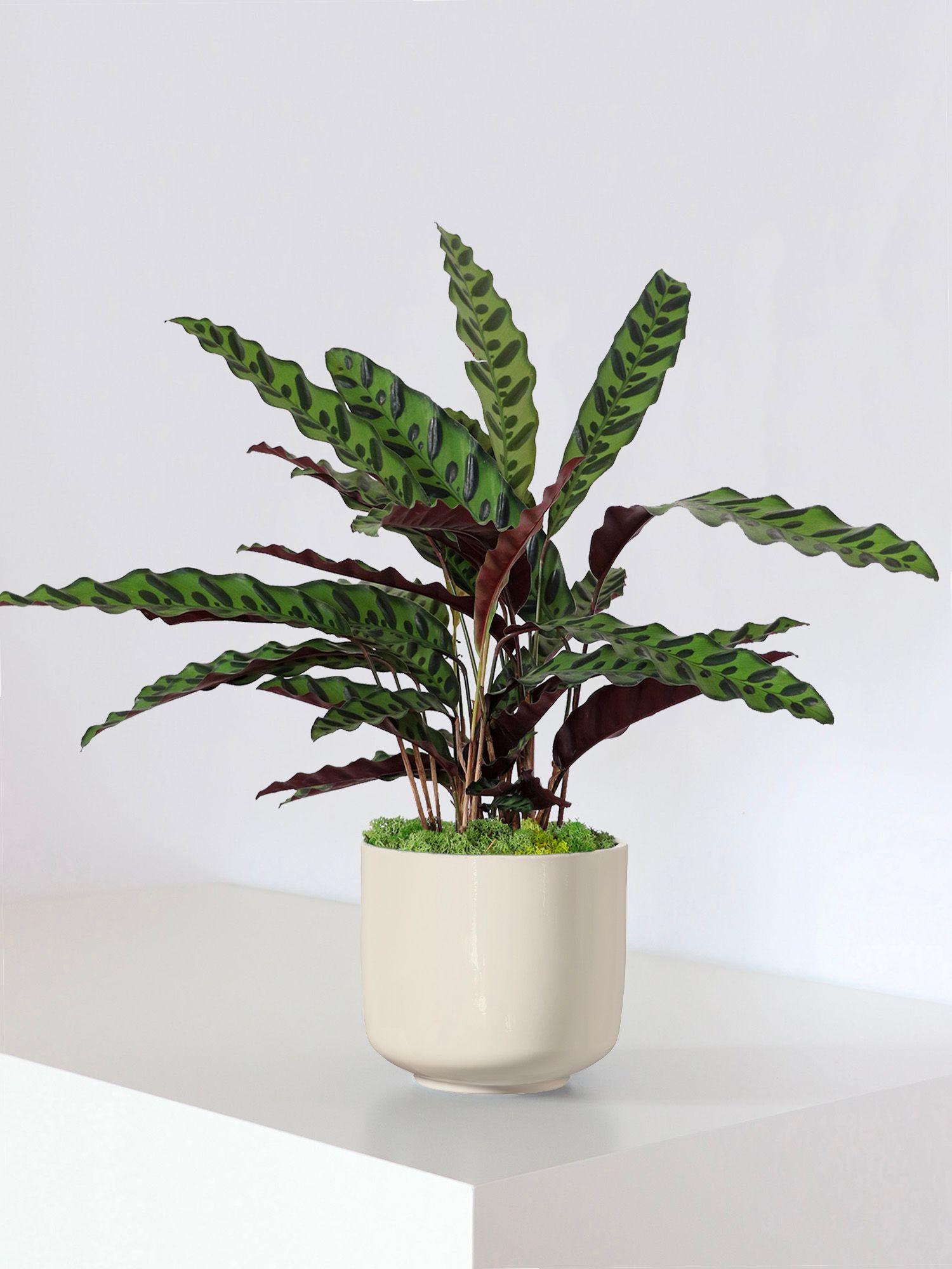 Embrace the Dolce Vita style with the elegantly curved Curvy planters inspired by the classic bell-shaped planters popularized in the 1960s.