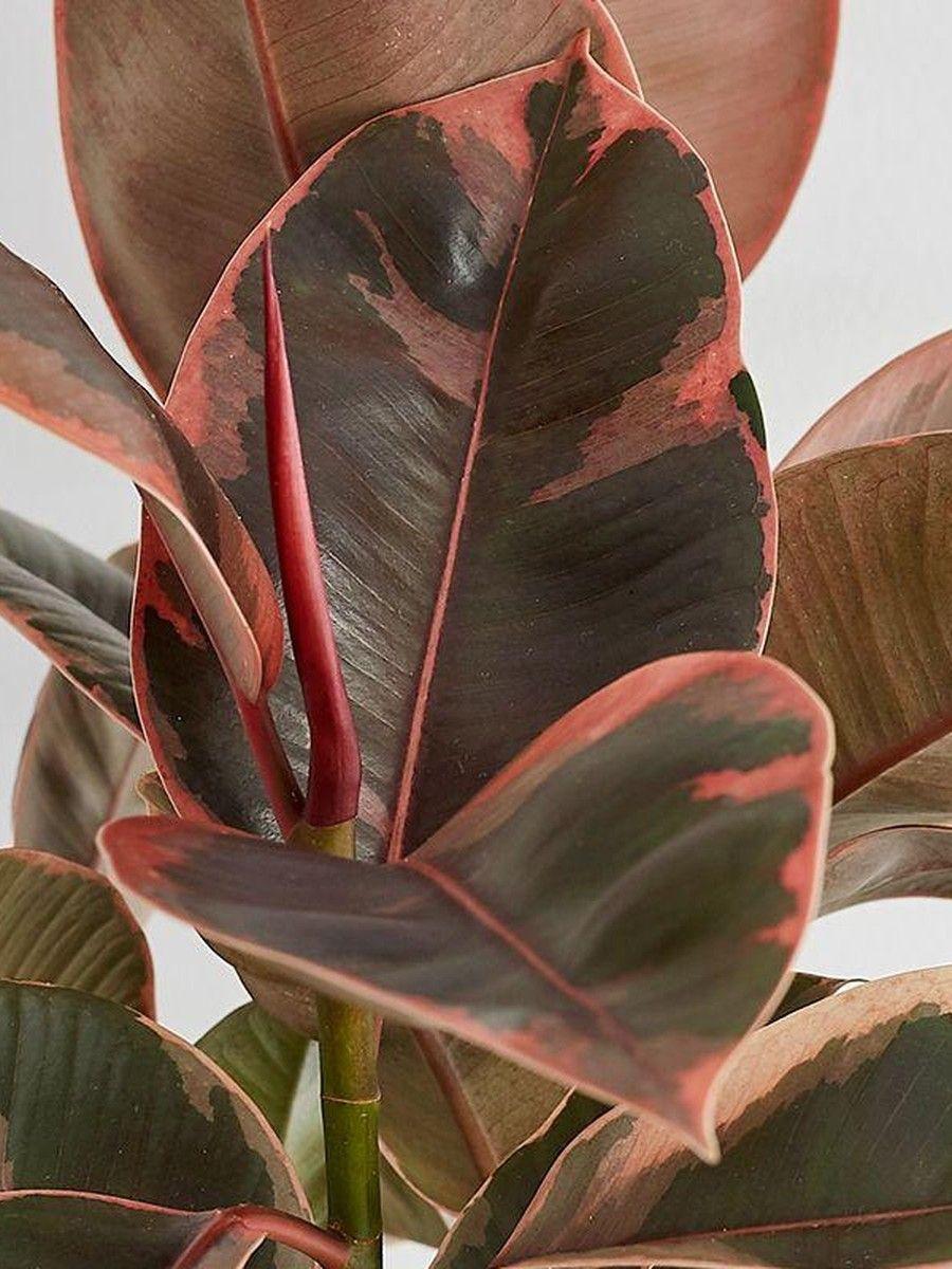 Ruby Rubber Plant