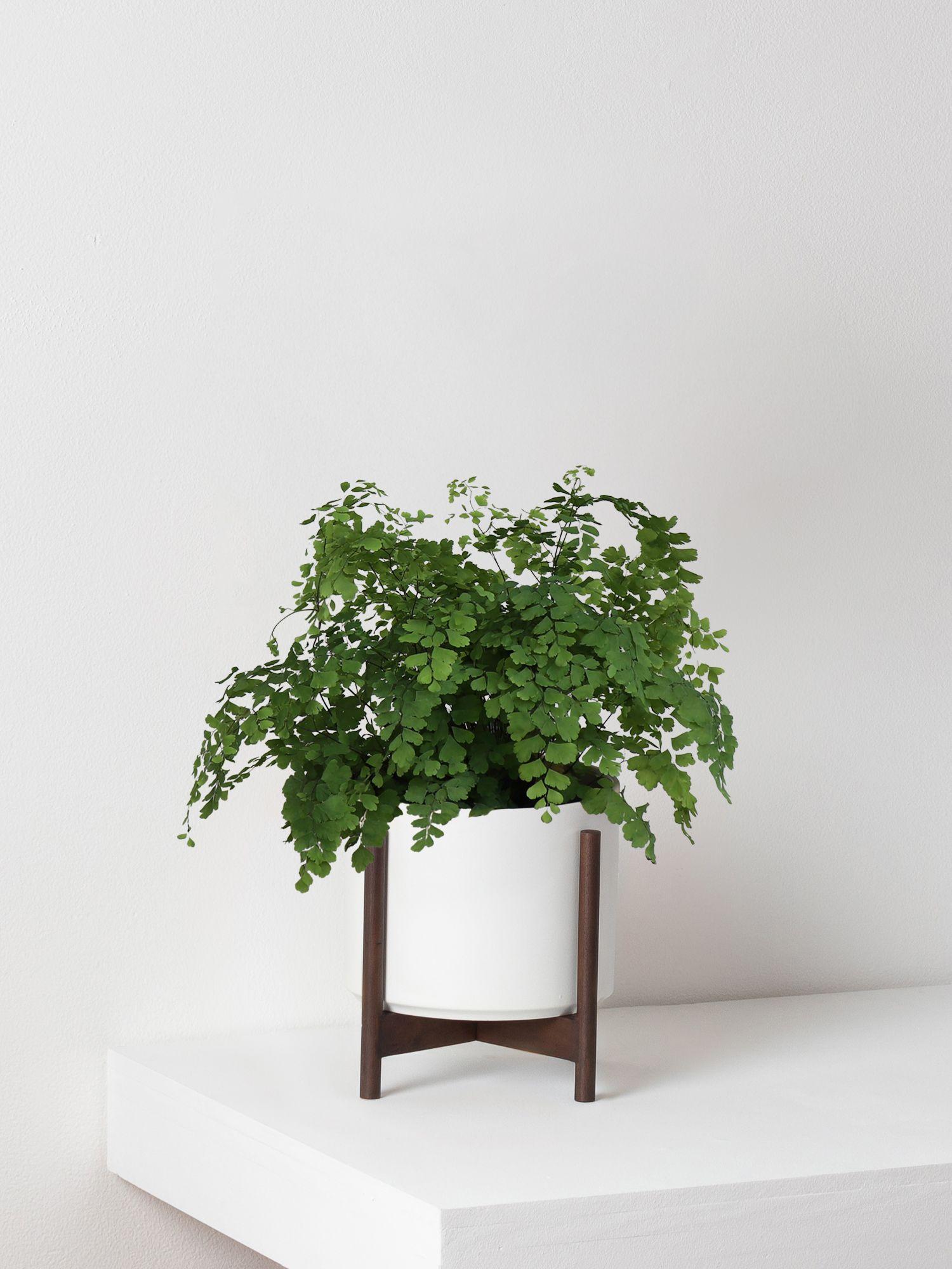 Maidenhair Fern