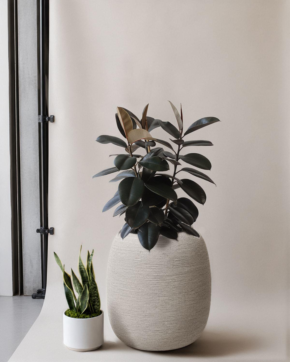 Rubber Tree