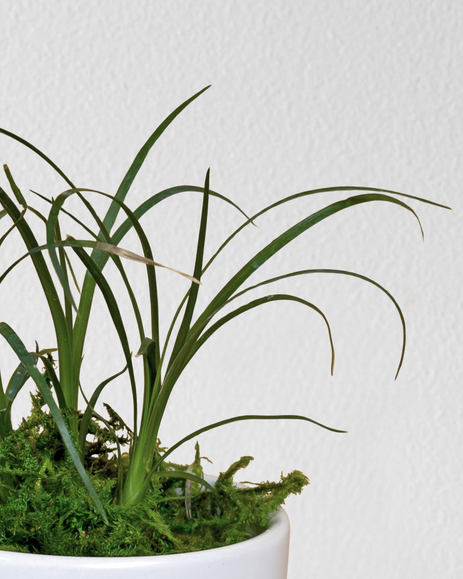 Ponytail Palm