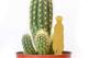 Plant Animal Suricate