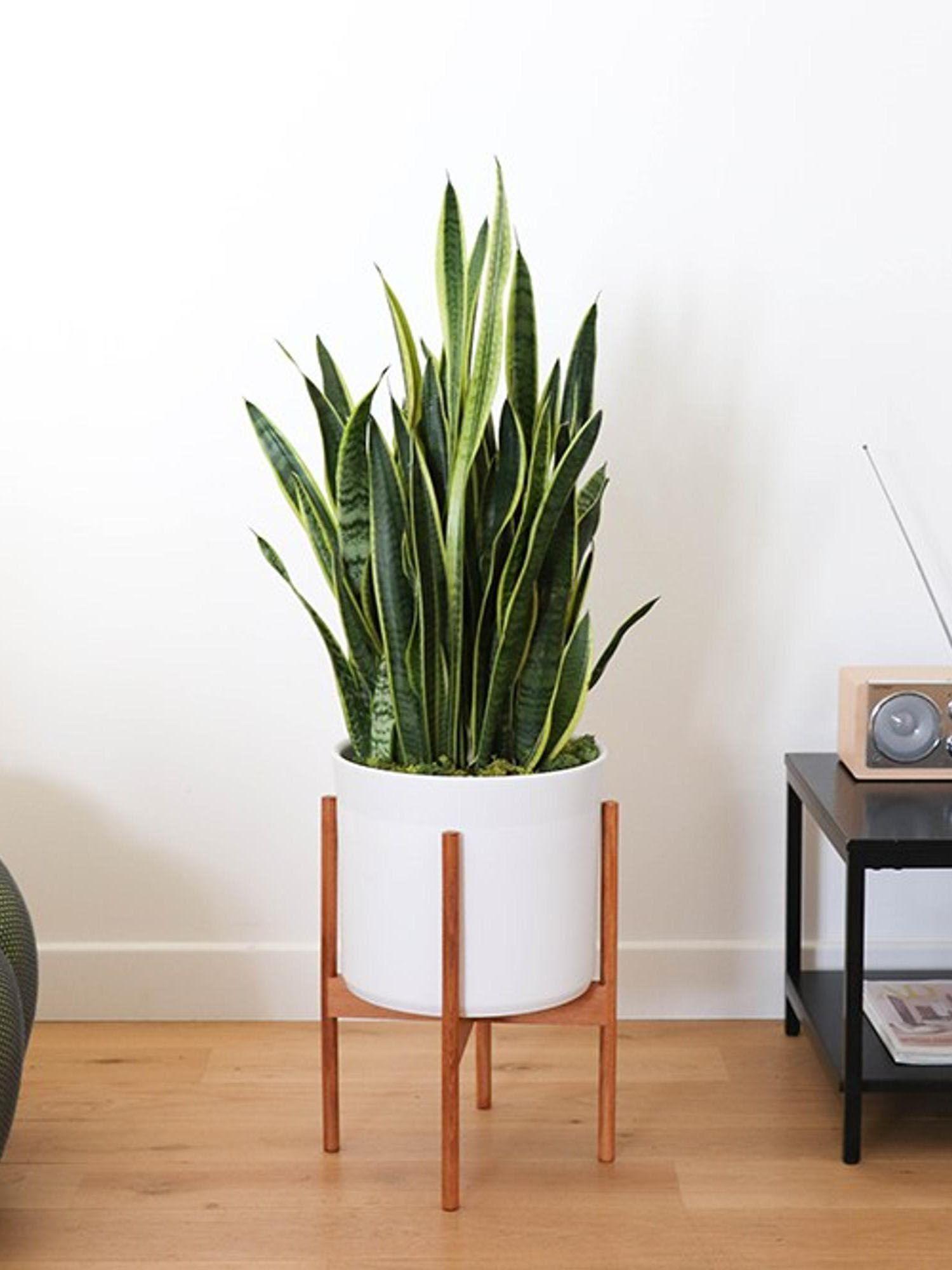Toutes les pièces n'ont pas la chance d'avoir une grande fenêtre. Nos plantes d'intérieur pour pièce sombre s'épanouissent là où les autres renoncent, et apportent de la verdure même aux coins les moins lumineux de votre maison.