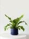 Bird's Nest Fern