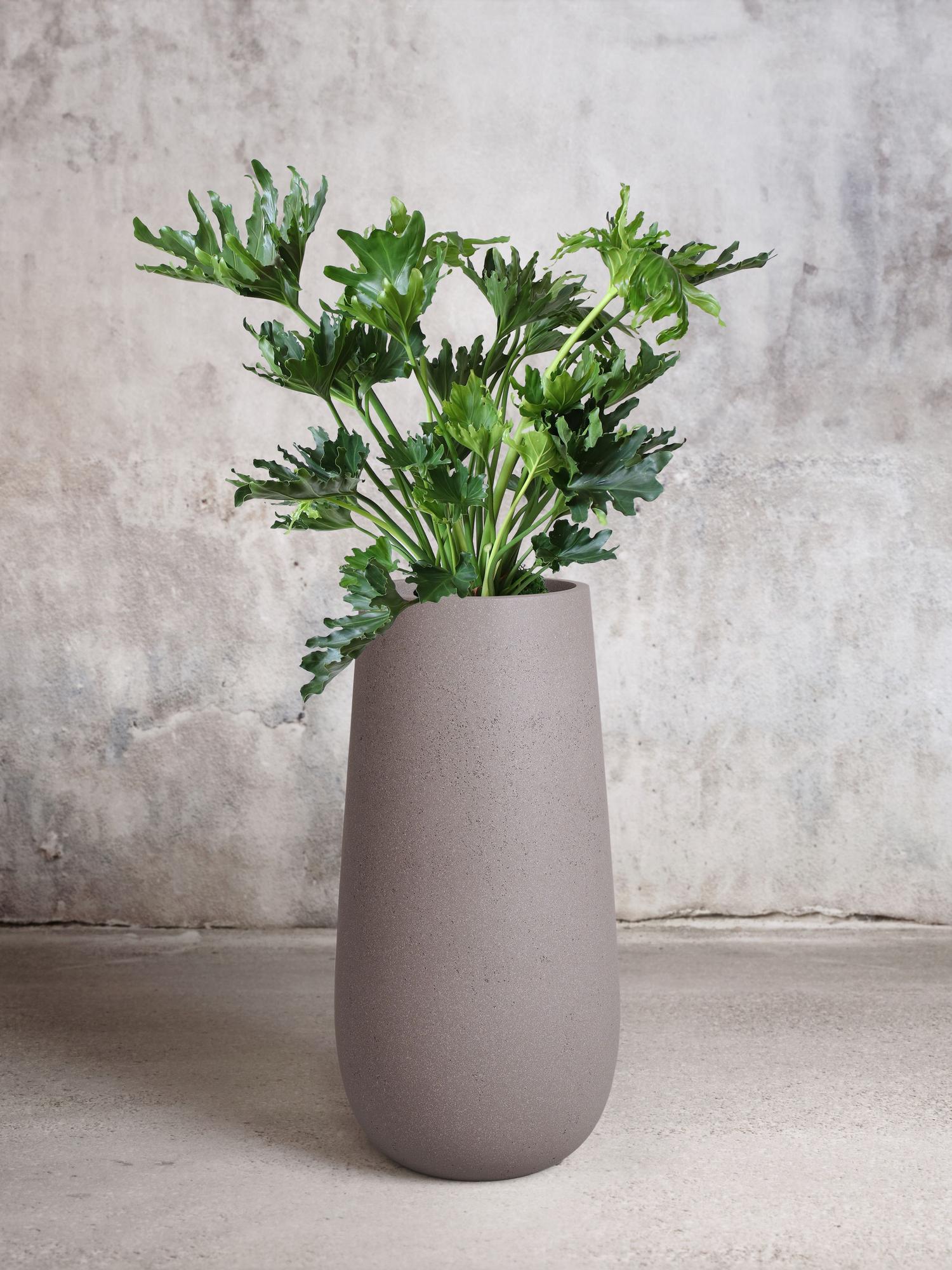 Hope Philodendron