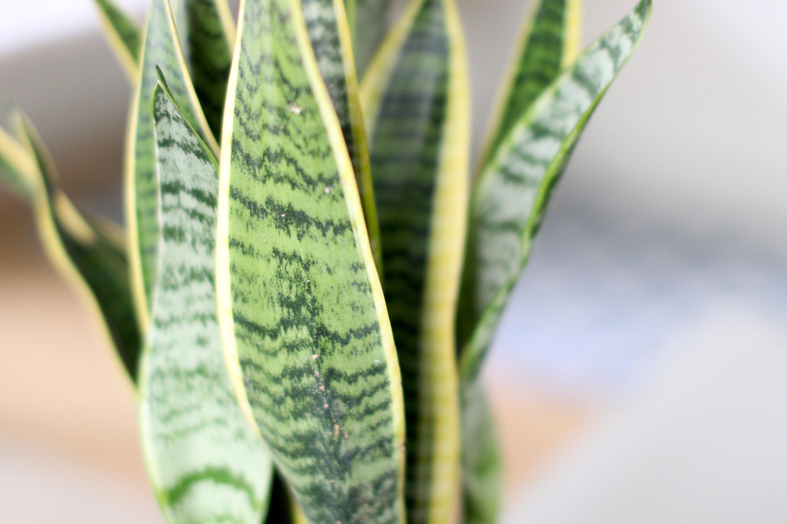 Pothos & Snake Duo