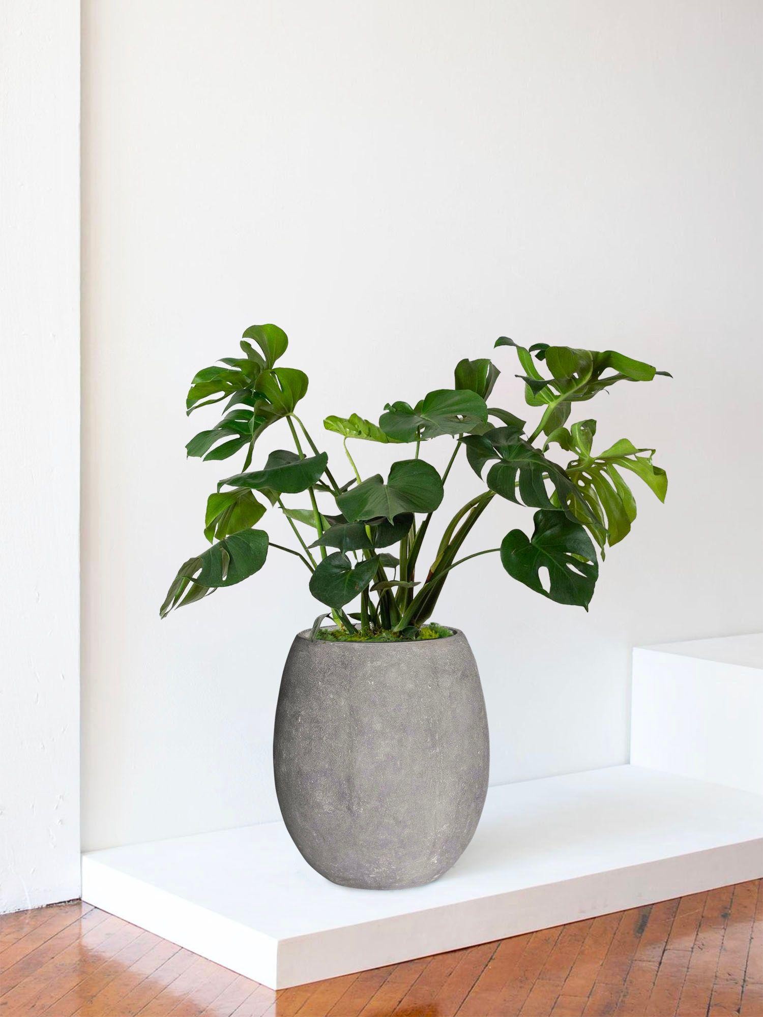 Monstera Deliciosa