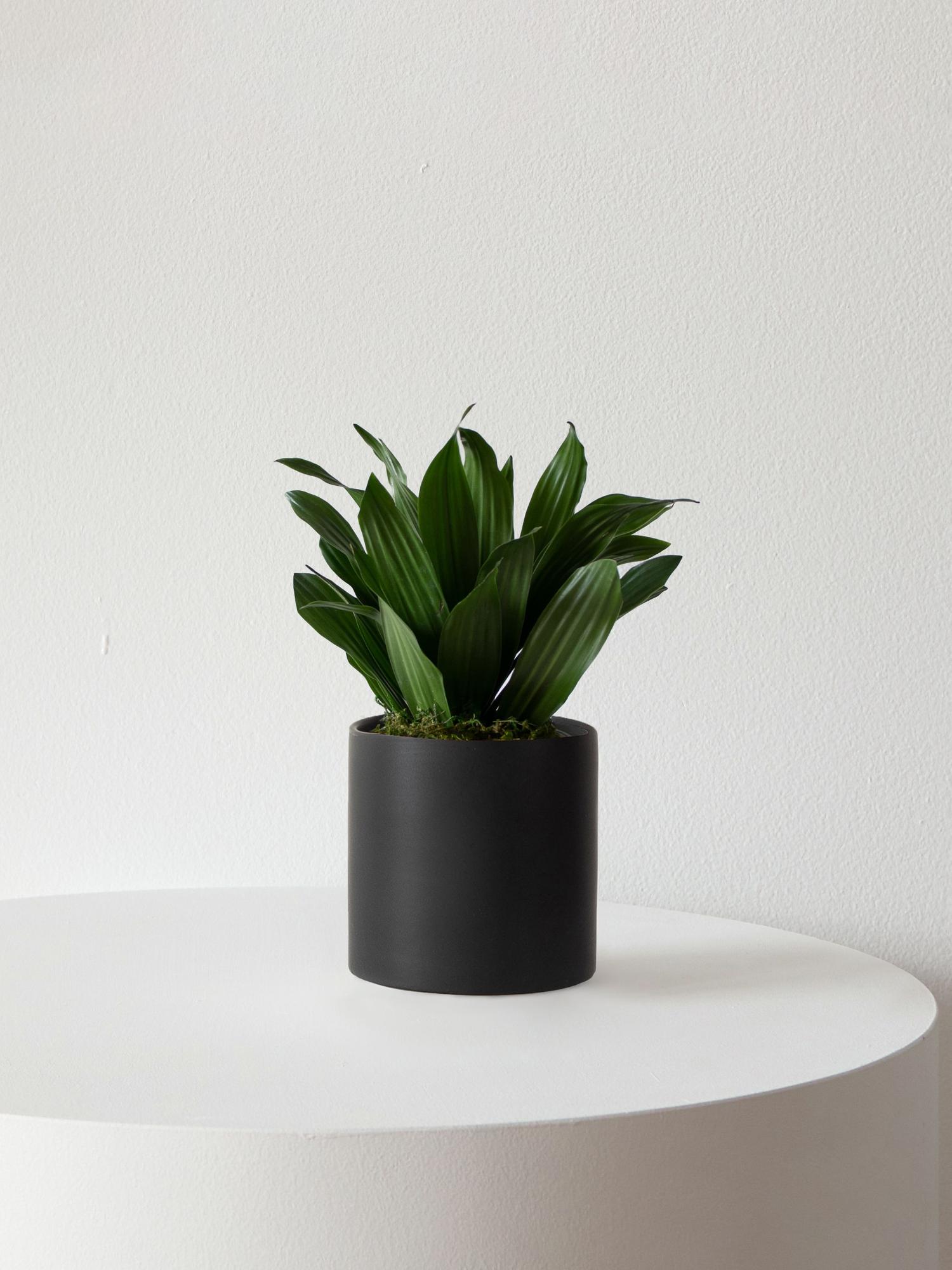 Dracaena Compacta