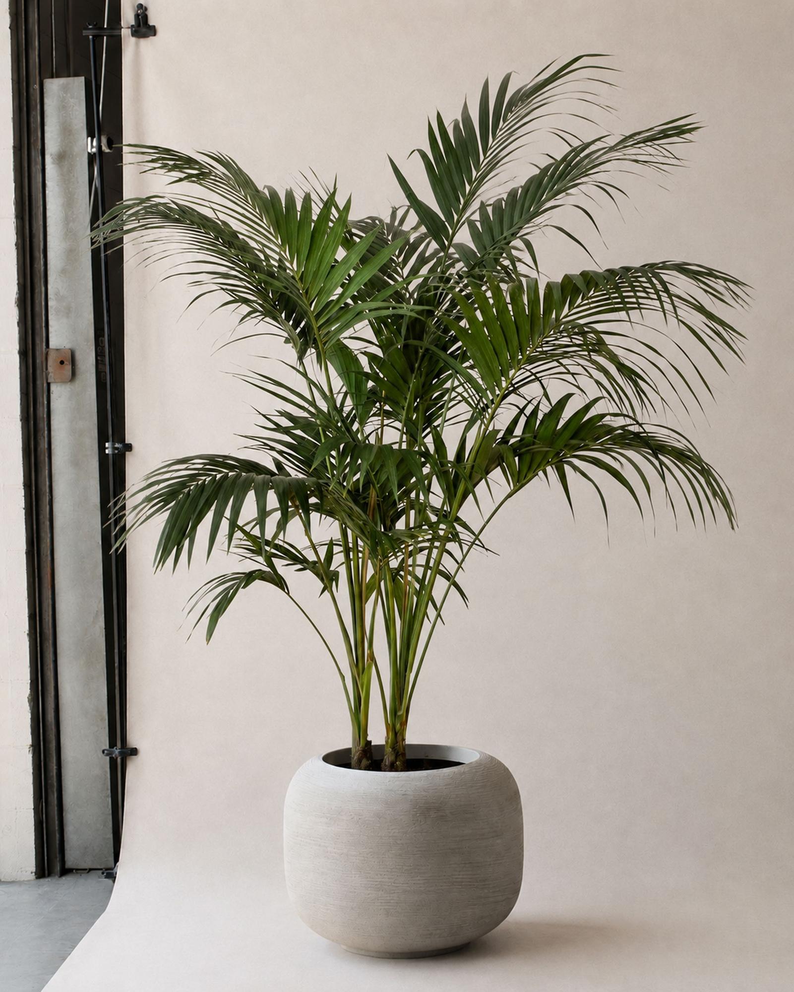Kentia Palm - Dune Sahara Pot 