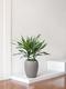 Dracaena Carmen