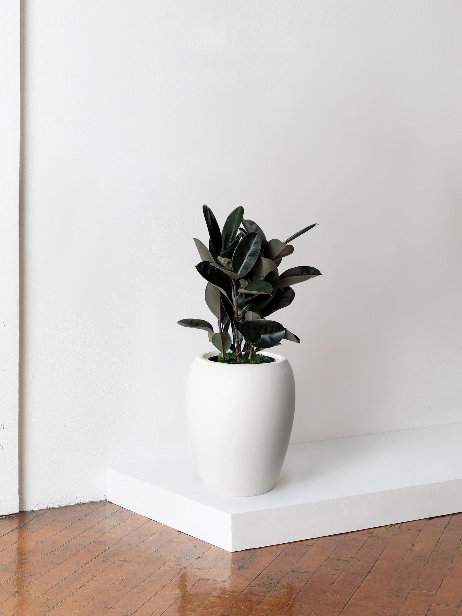 Rubber Tree