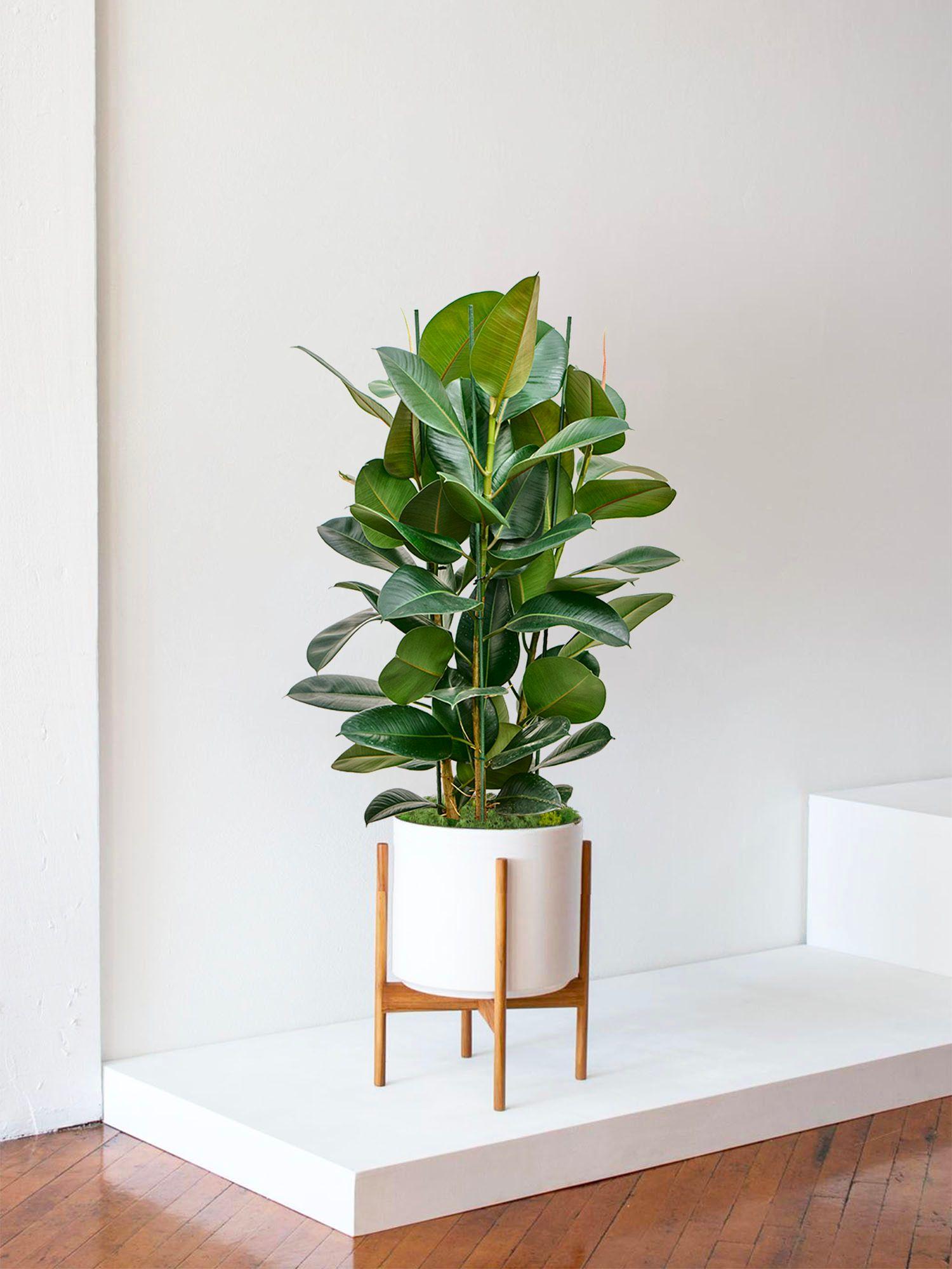 Ficus Elastica Robusta
