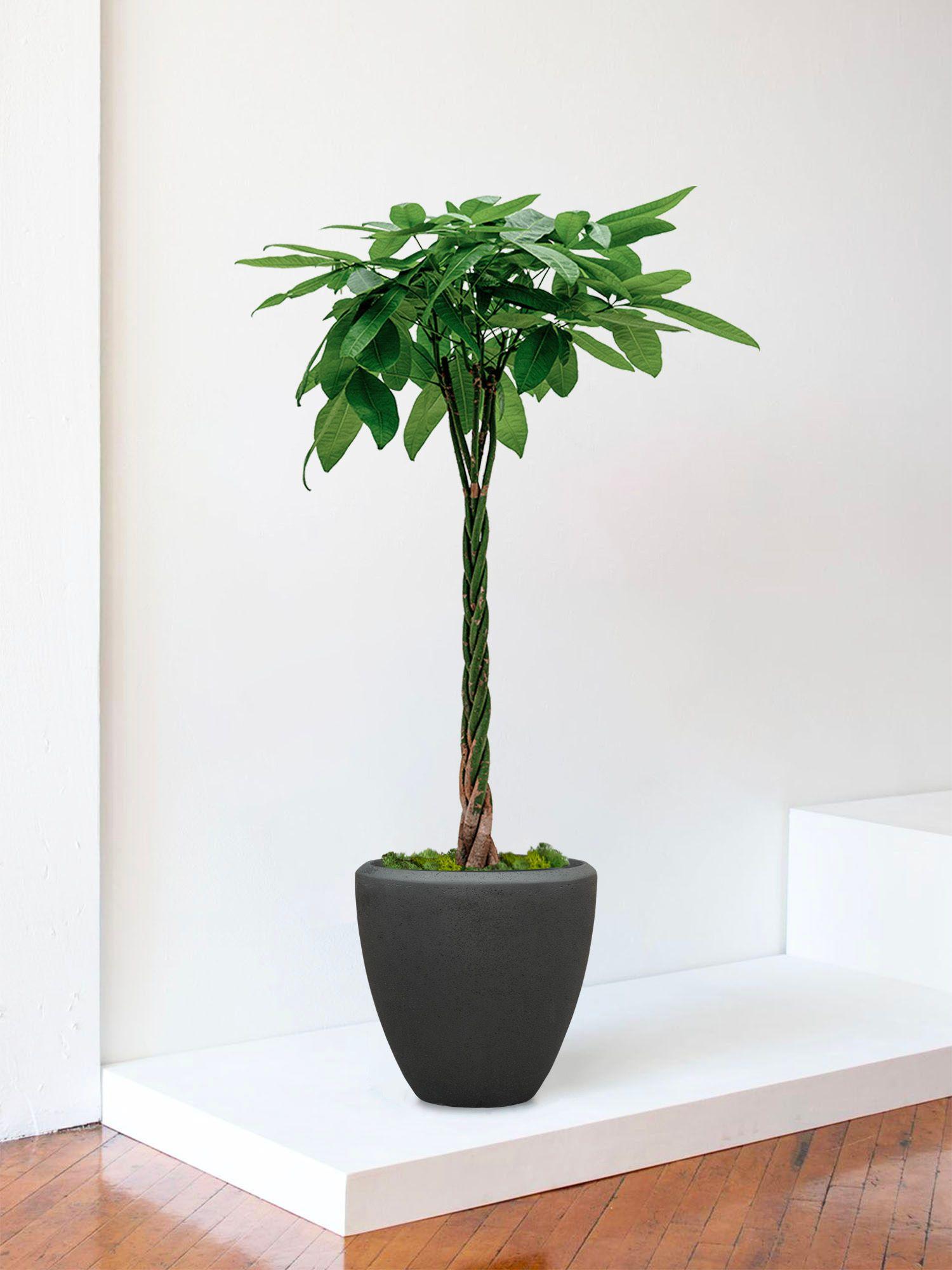 Pachira Aquatica