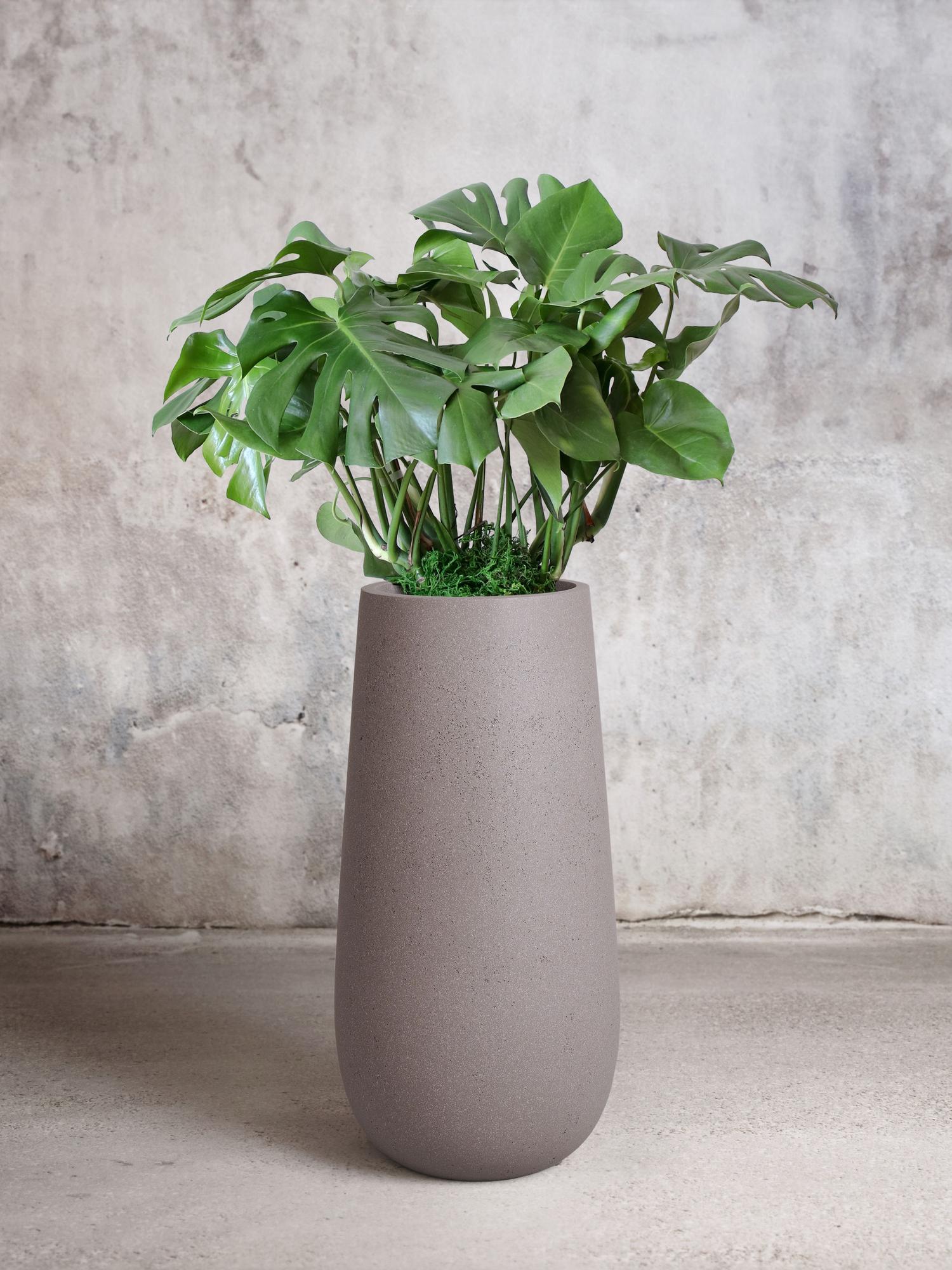 Monstera Deliciosa - Gray Flute Pot 