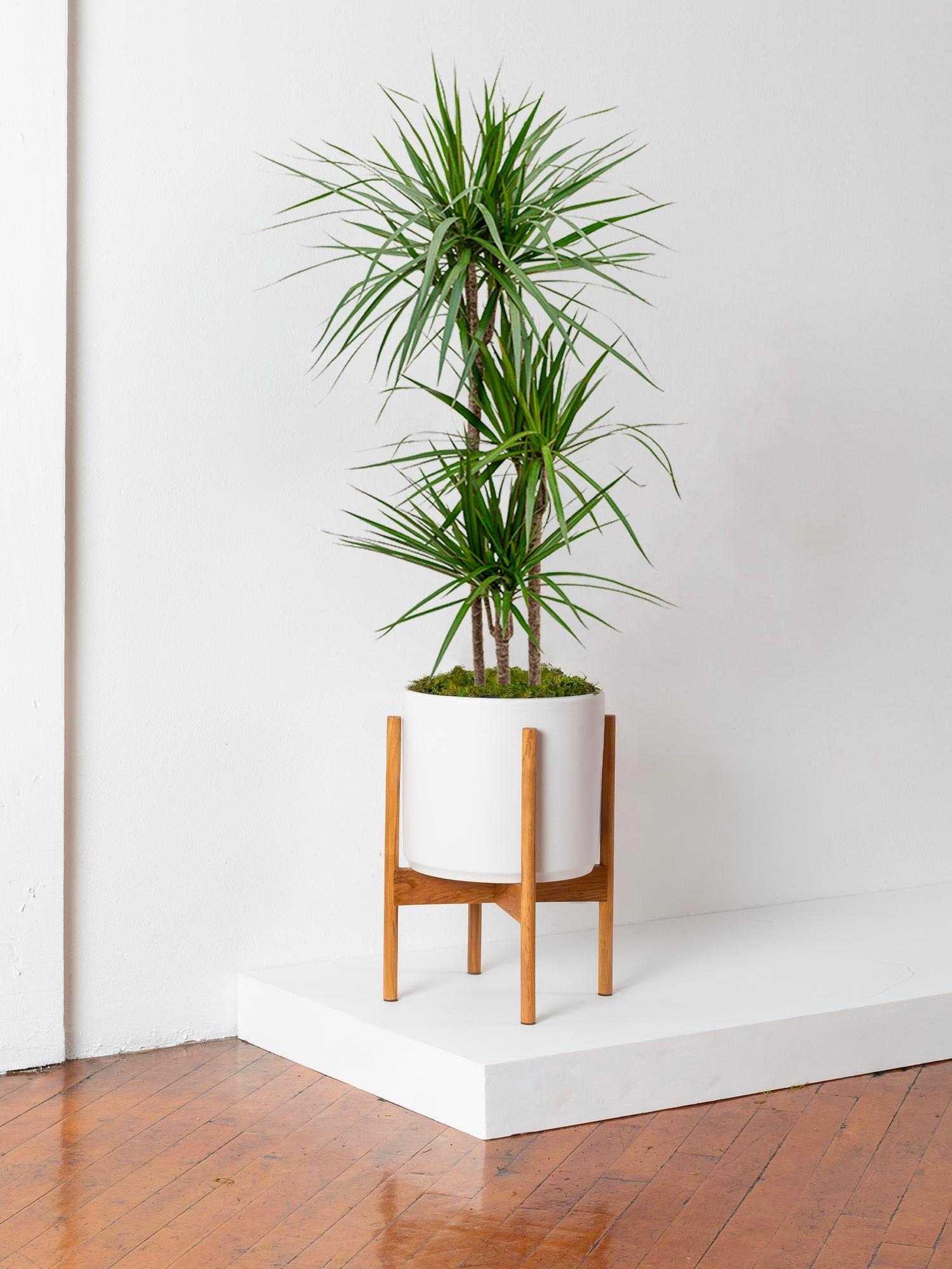 Dracaena Marginata