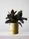 Rubber Plant