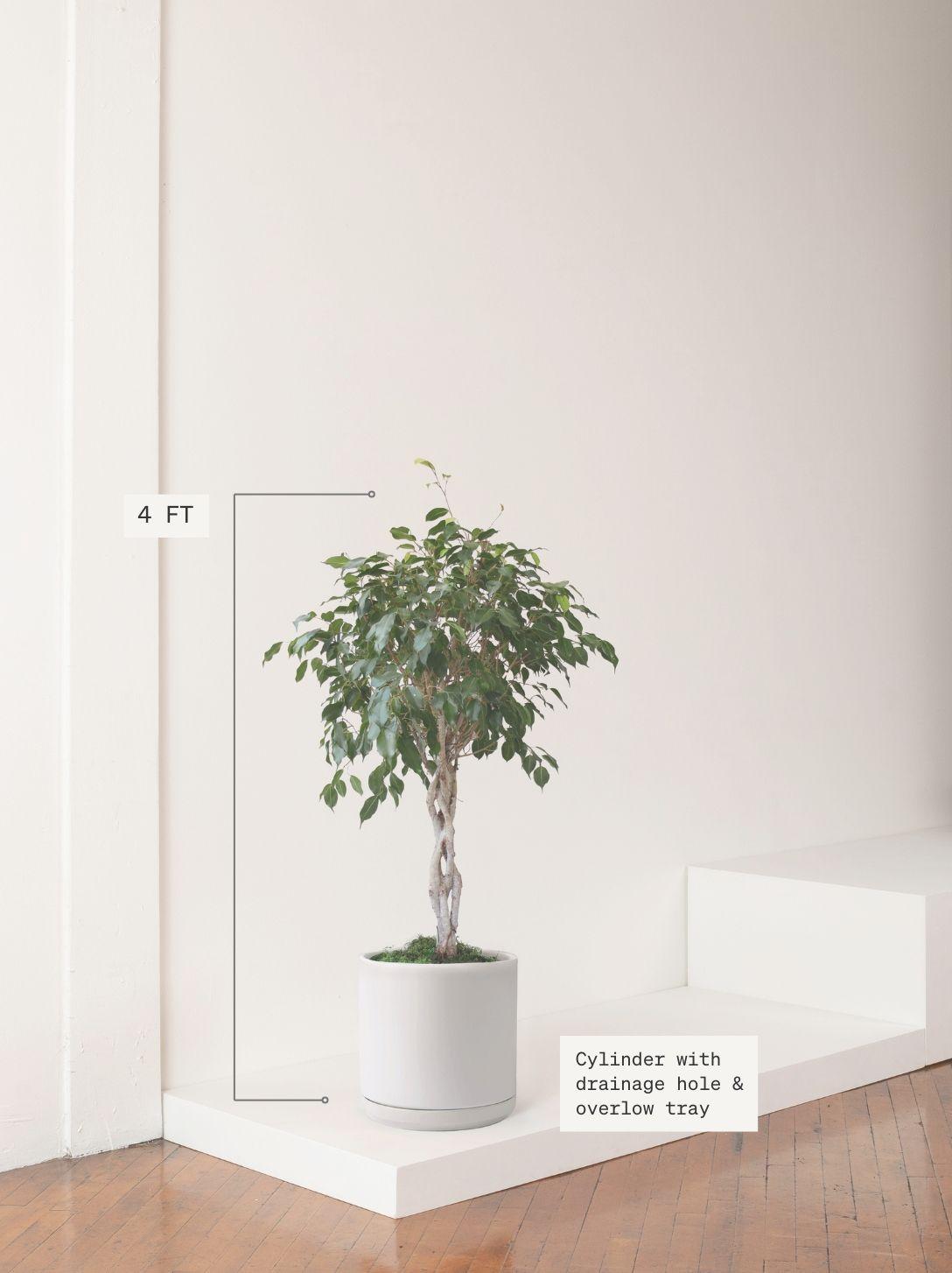 Ficus Benjamina