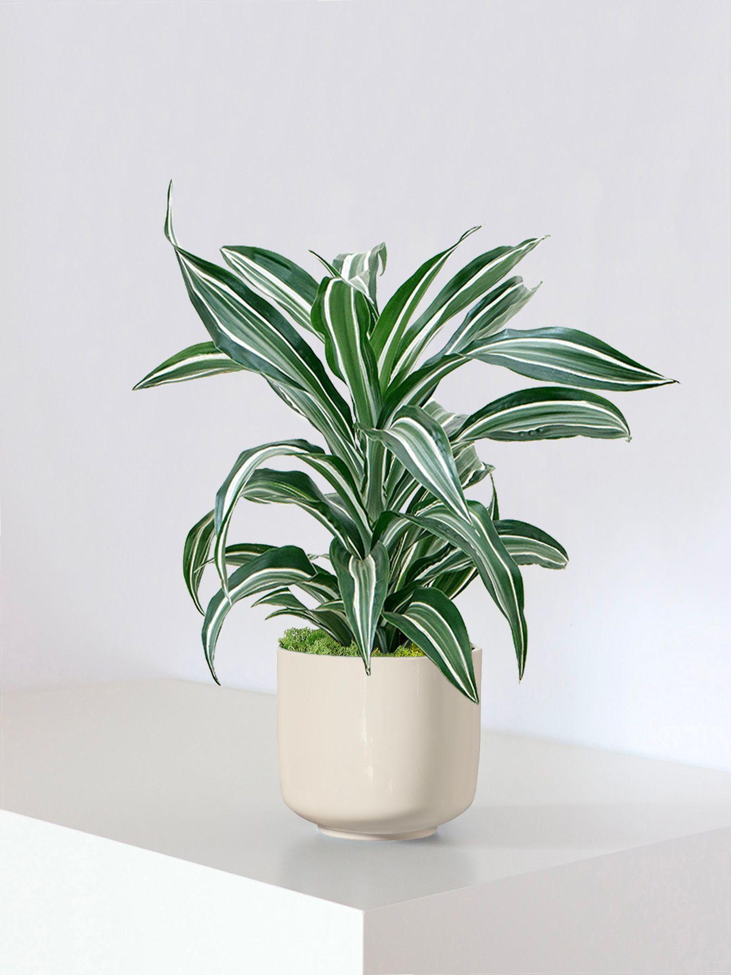 Dracaena Fragrans Joyau de Jade