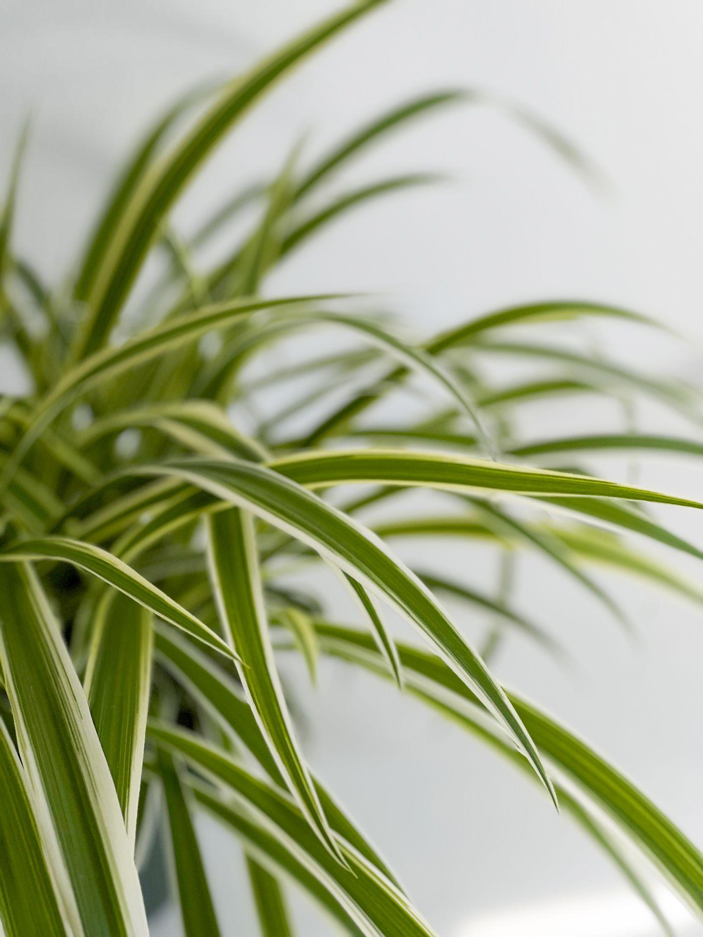 Spider Plant