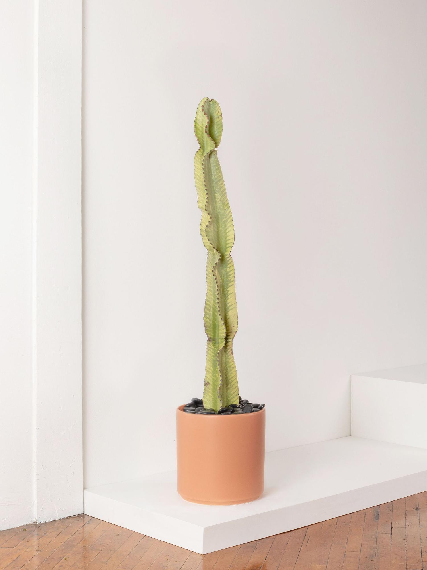 Desert Cactus