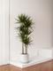 Dragon Tree