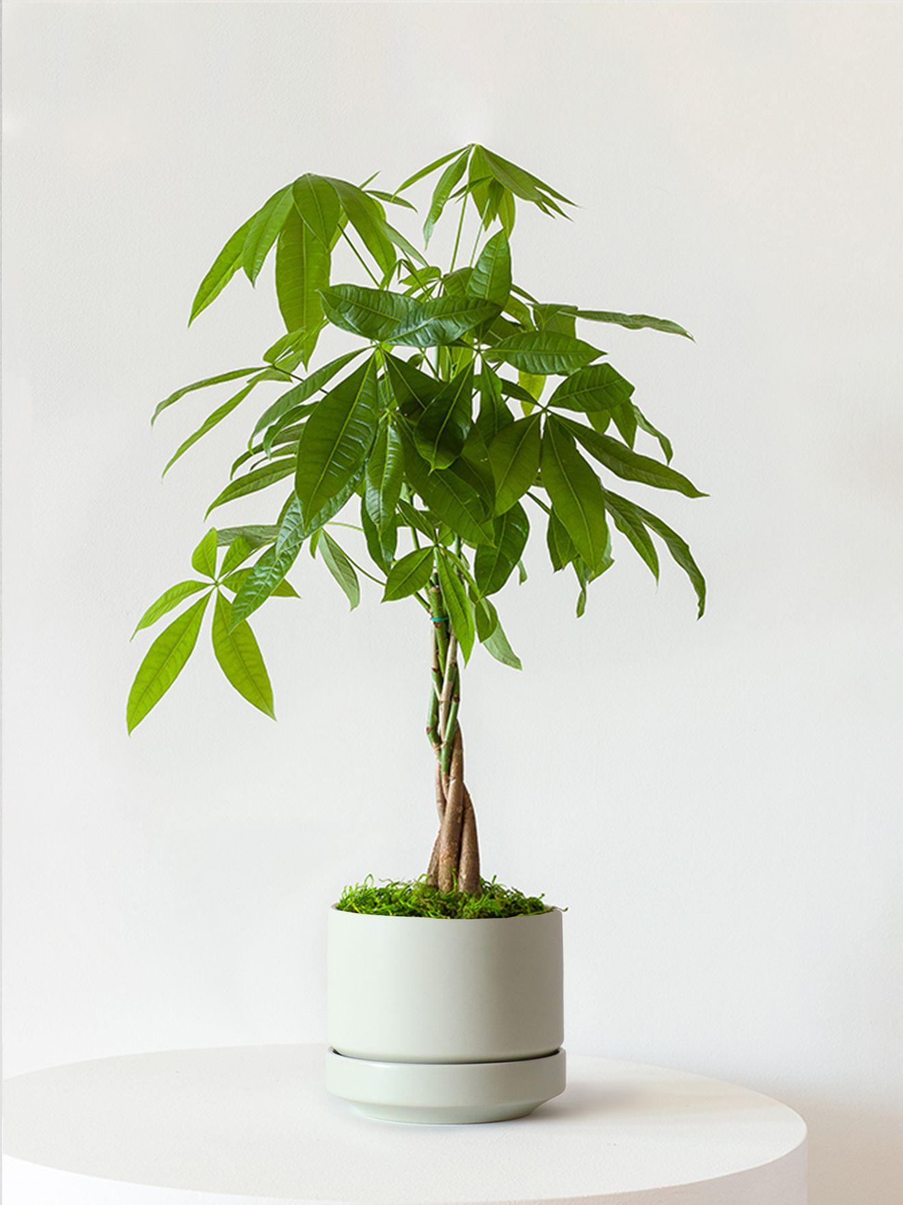 Braided Money Tree - Mint Scandinavian Ceramic 