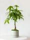 Braided Money Tree
