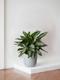 Silver Evergreen