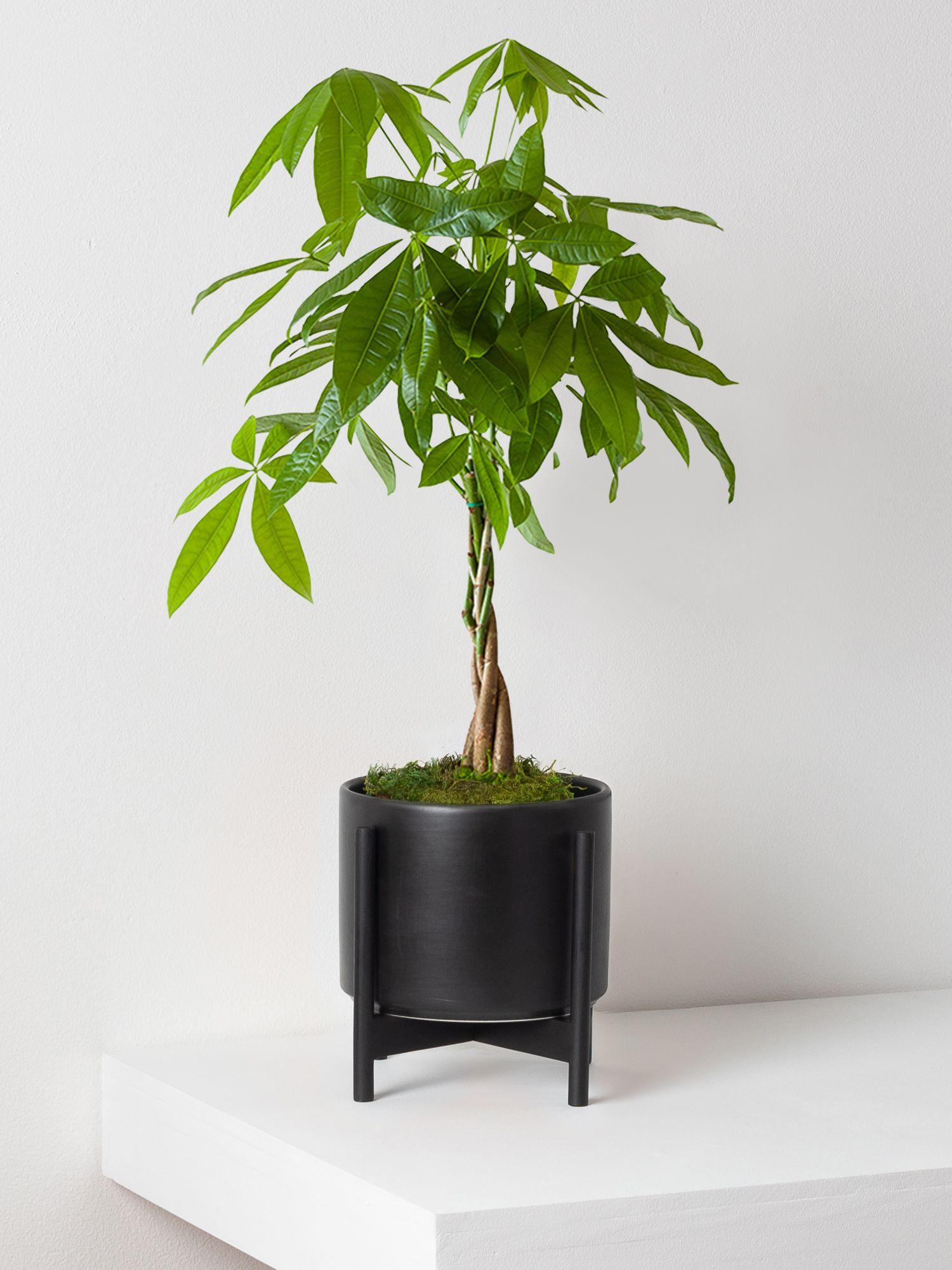 Braided Money Tree - Black Mid-Century Ceramic + Black Wood Stand 