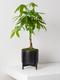 Braided Money Tree