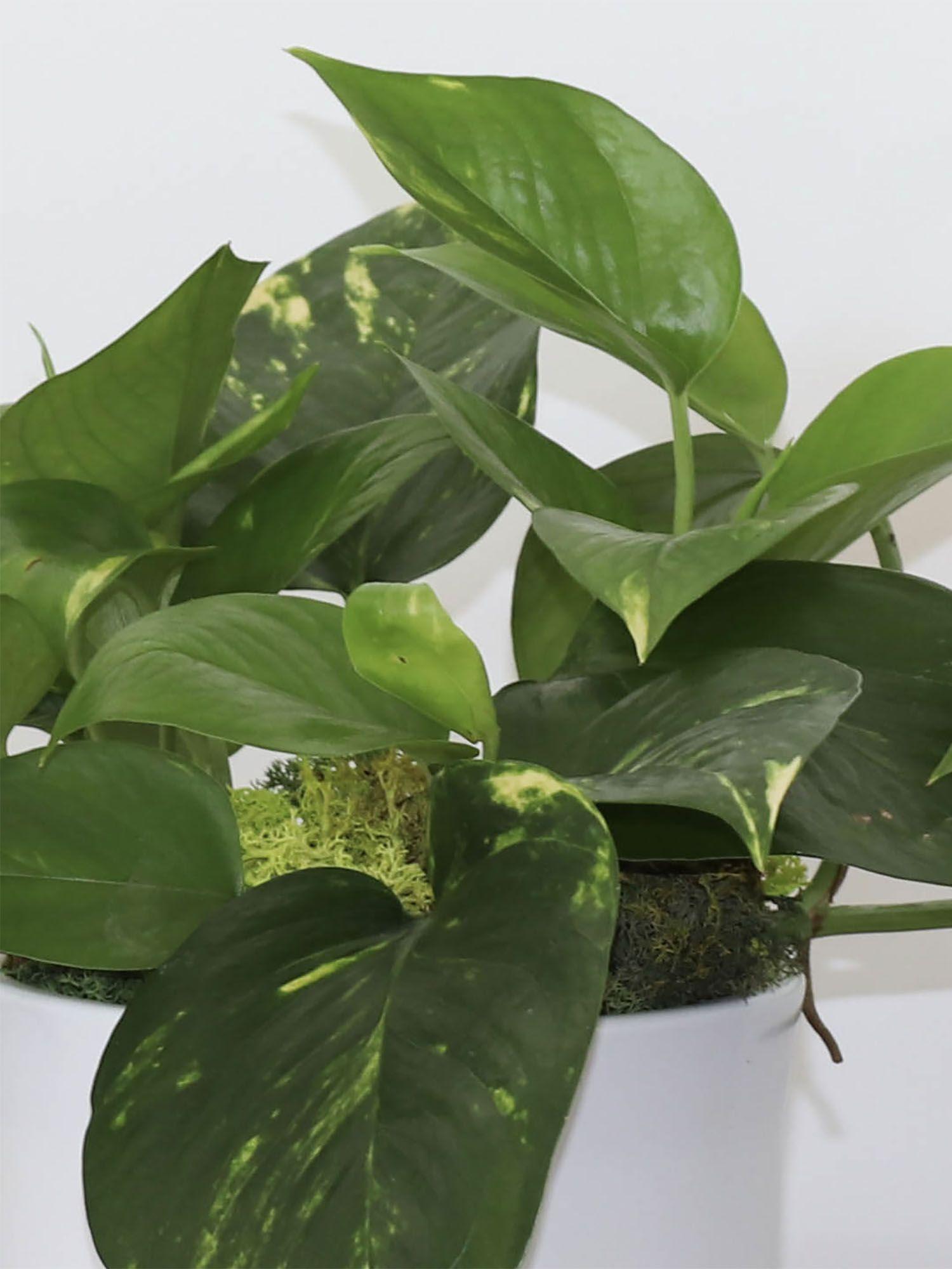 Pothos Cascade - Mid-Century