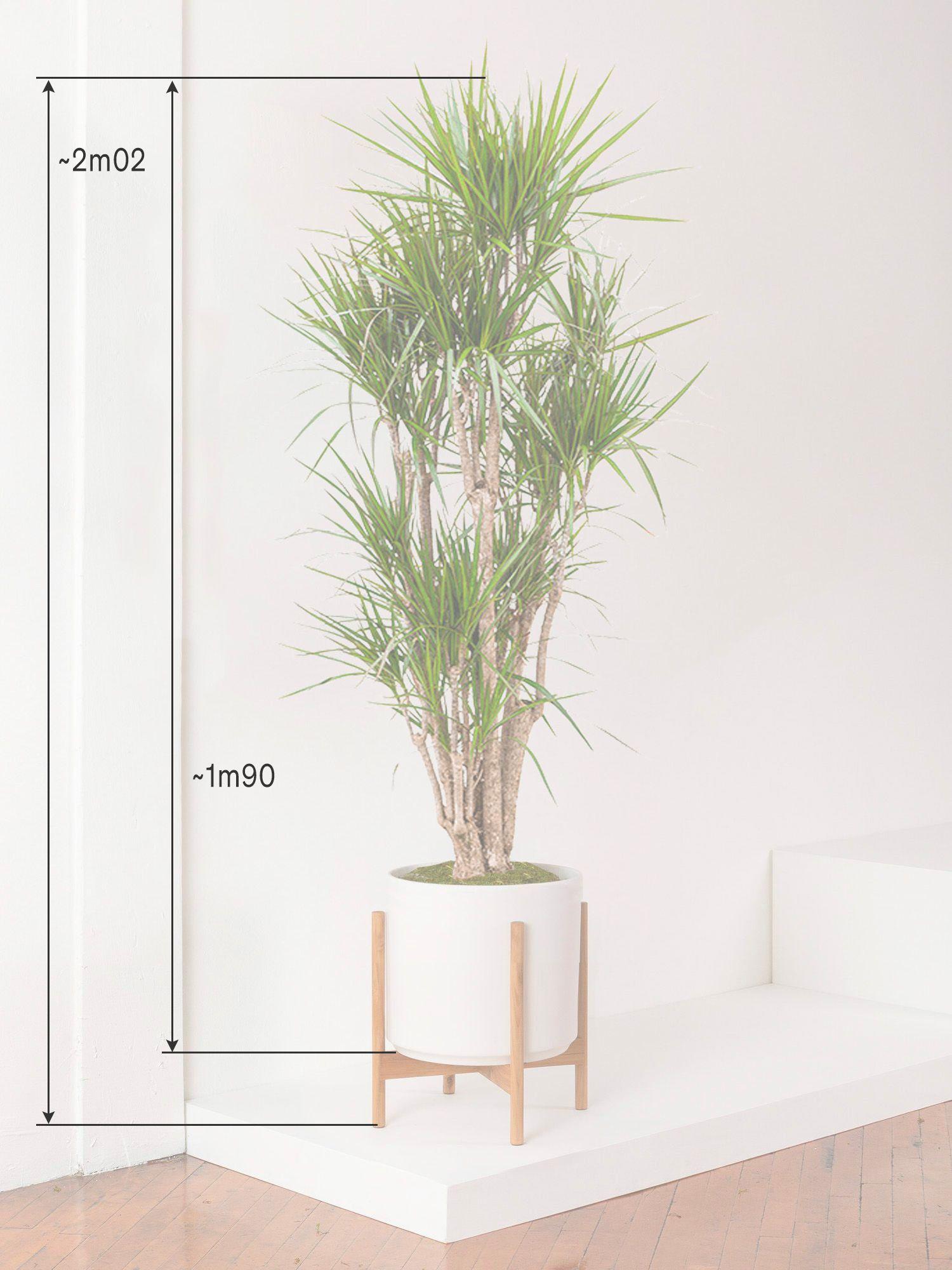 Dracaena Marginata