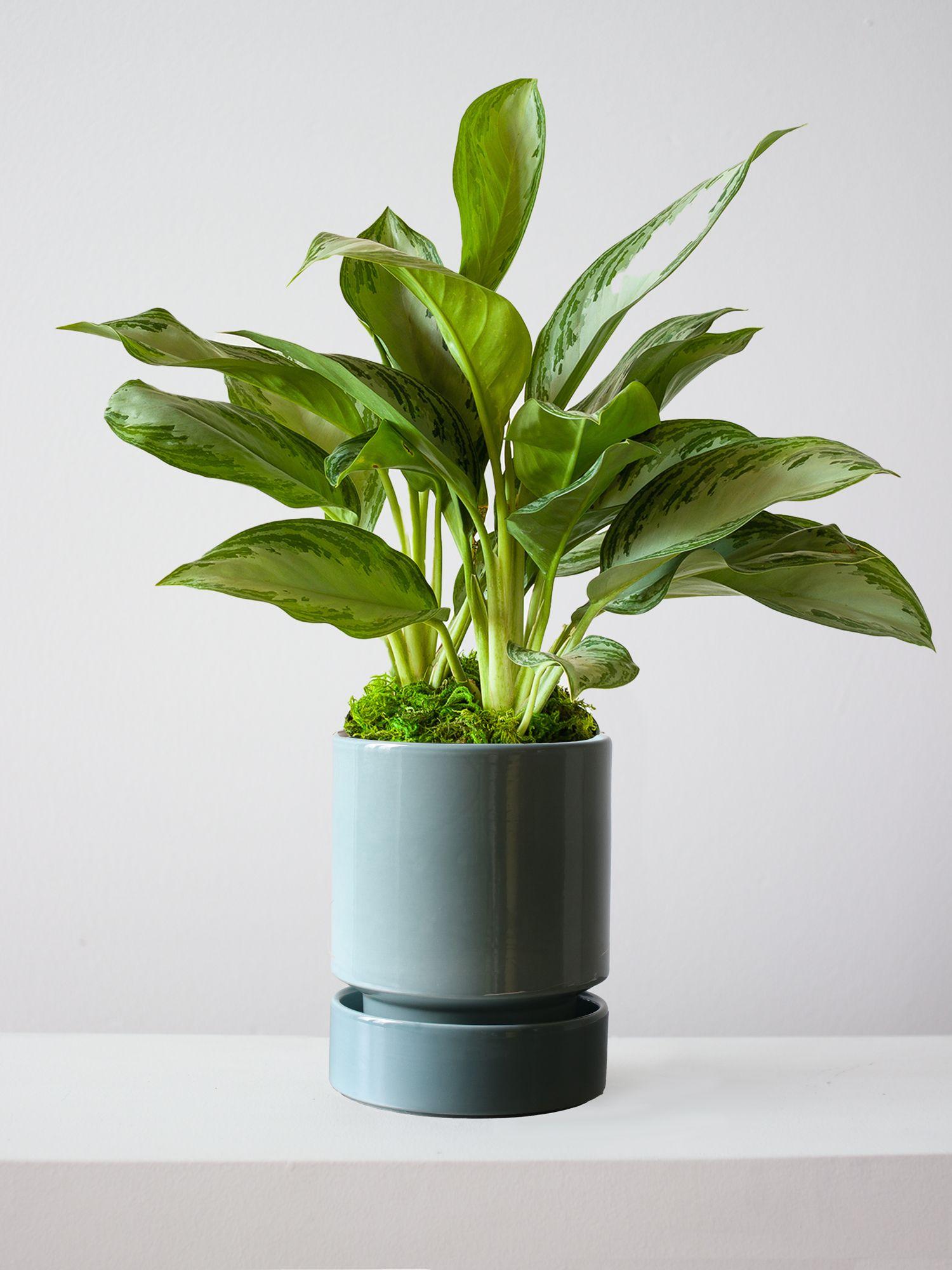 Silver Evergreen