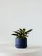 Calathea Rattlesnake